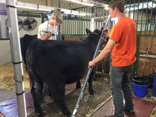 Load image into Gallery viewer, Show Brite LED lighting with 4-H steer