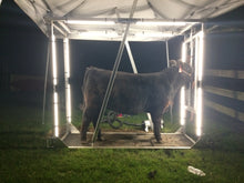 Load image into Gallery viewer, Show steer with Show Brite LED lighting