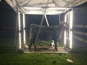 Show steer with Show Brite LED lighting