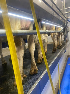 LED Lighting for Dairy Farms and Milking Parlors