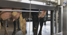 Load and play video in Gallery viewer, LED Lighting for Dairy Farms and Milking Parlors
