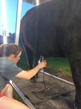 Load image into Gallery viewer, grooming show steer with LED lighting is easy
