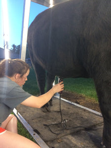 grooming show steer with LED lighting is easy