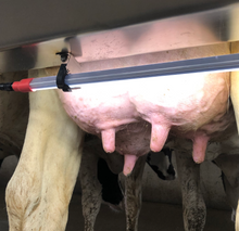 Load image into Gallery viewer, LED Lighting for Dairy Farms and Milking Parlors
